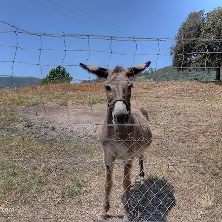別荘 L'amandier -le Figuier-les Lauriers Roses アジャクシオ