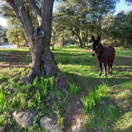 Σπίτι διακοπών L'amandier -le Figuier-les Lauriers Roses