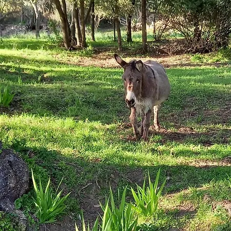 L'amandier -le Figuier-les Lauriers Roses Σπίτι διακοπών Αζάτσιο