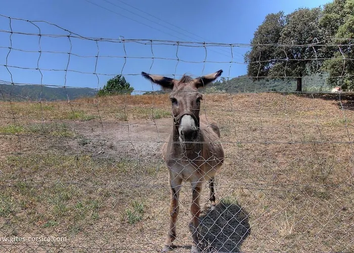 Holiday home L'amandier -le Figuier-les Lauriers Roses Ajaccio (Corsica)