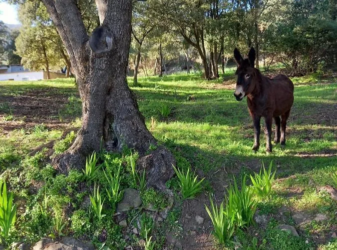 Holiday home L'amandier -le Figuier-les Lauriers Roses
